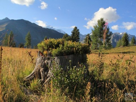 Природа Алтая