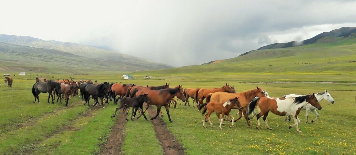 Высокогорное плато Ассы около Алматы
