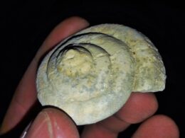 Древние окаменелости Мангыстау