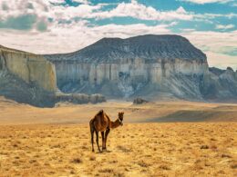 Верблюд в Айракты