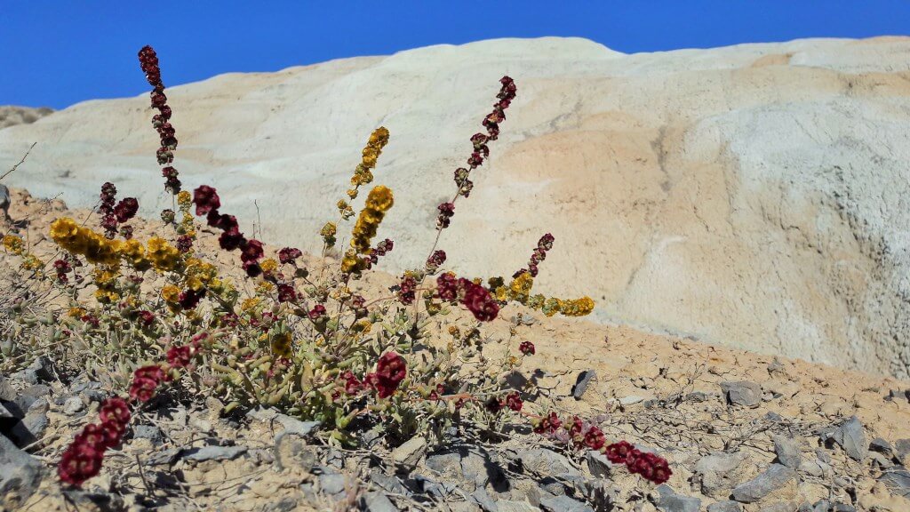 Джунгария. Казахстан. Меловые горы