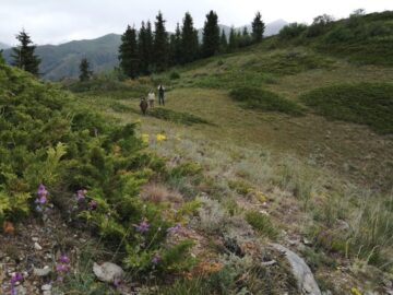 Природа Джунгарии