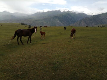 Пастбища Джунгария