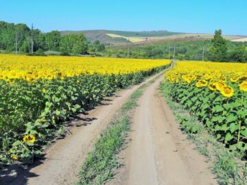 Поля подсолнухов, Восточно-Казахстанская область
