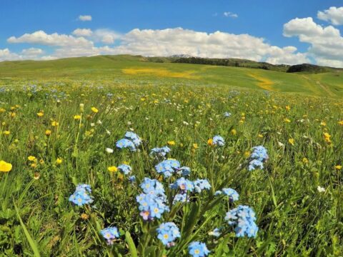 Альпийские луга Джунгарии