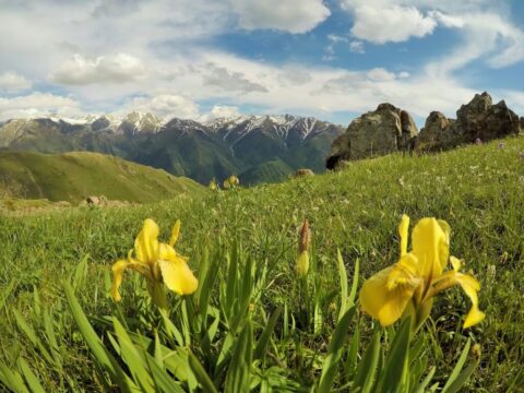 Джунгарский Алатау в июне